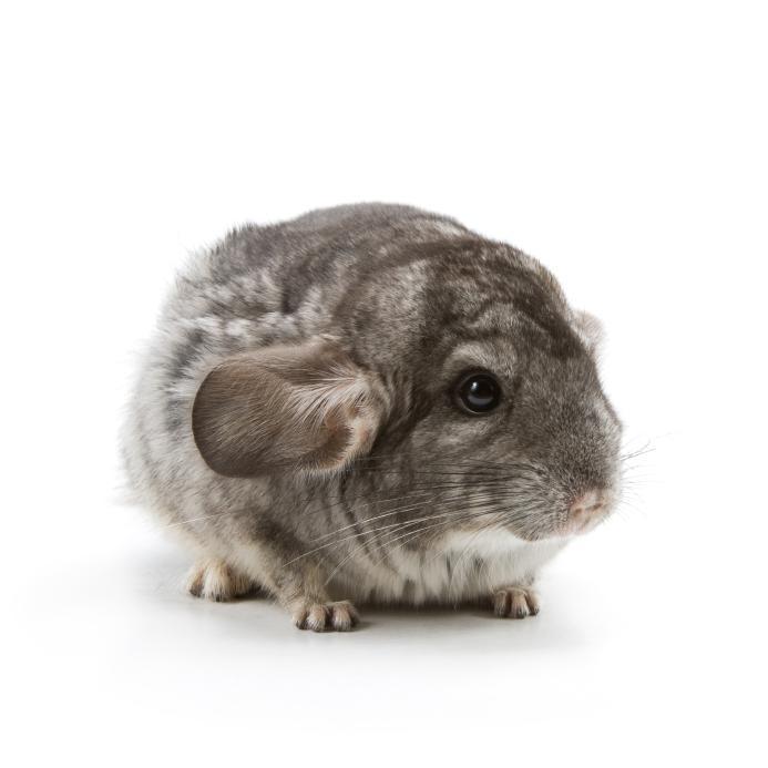 ¿Por Qué Chillan Las Chinchillas? ¿por Qué Chillan Las Chinchillas?