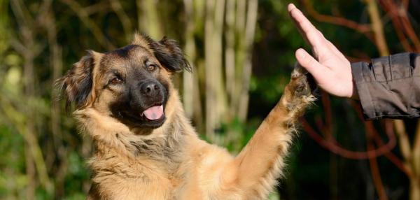 Cómo hacer que mi perro me ame - Utilice refuerzo positivo