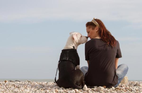 Cómo hacer que mi perro me quiera - Cuida siempre a tu perro