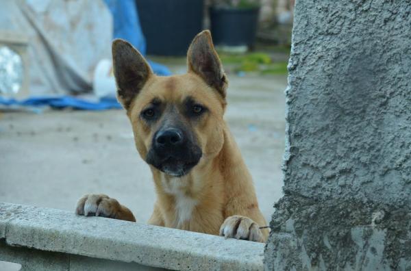 Ventajas de tener un perro de raza mestiza -