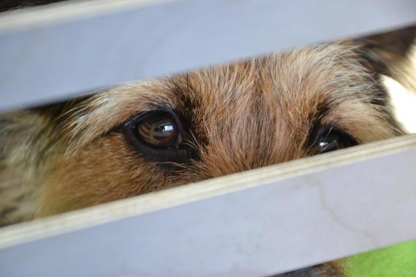 Ventajas de tener un perro de raza mestiza - Cómo elegir un perro para adoptar