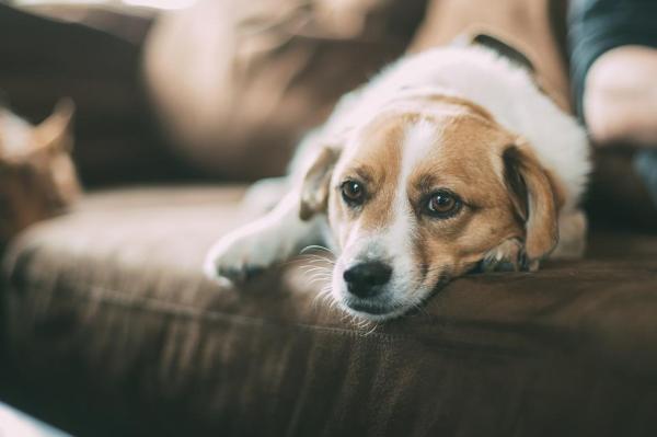 Ventajas de tener un perro mestizo - La principal ventaja: Salud