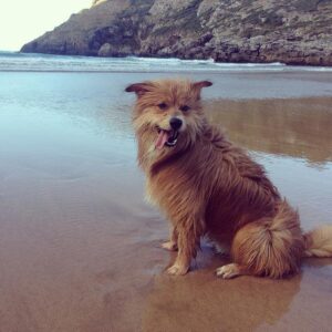 Ventajas De Tener Un Perro De Raza Mestiza