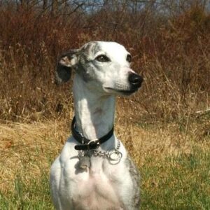 Las 4 Razas De Perros Más Rápidas Del Mundo
