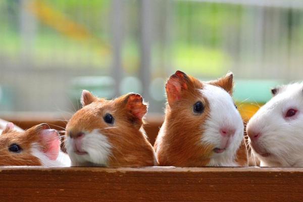 Cómo ayudar a una cobaya triste: ¿Se está adaptando tu cobaya a un nuevo hogar?