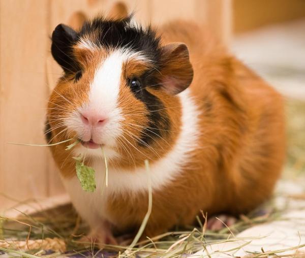 Cómo ayudar a una cobaya triste: dale a tu cobaya comida adecuada
