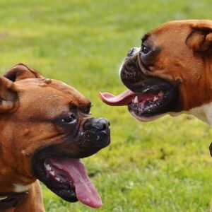 ¿debería Tener Un Perro Macho O Hembra?