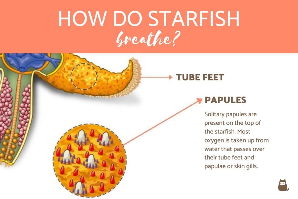 ¿Cómo Respiran Las Estrellas De Mar? - ¡Bajo El Agua Y Fuera Del Agua