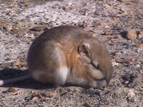 La Rata Canguro como mascota - Comportamiento de las ratas canguro