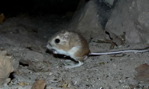 La rata canguro como mascota: ¿dónde se puede conseguir una rata canguro?