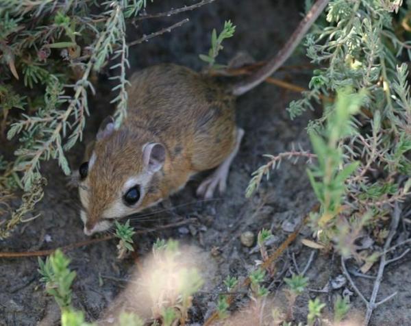 La Rata Canguro como mascota - Cuidando a las ratas canguro