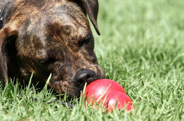 ¿Cómo funciona un Kong para perros? - Los beneficios de utilizar el Kong