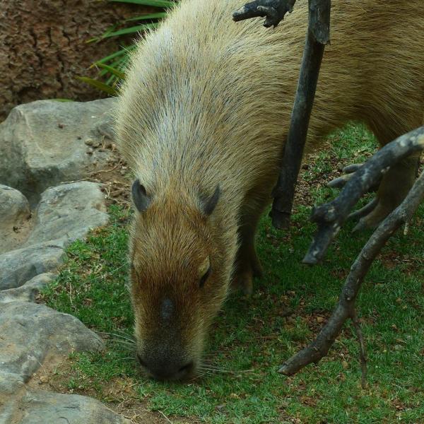 El Carpincho como mascota - Hábitos alimentarios del carpincho