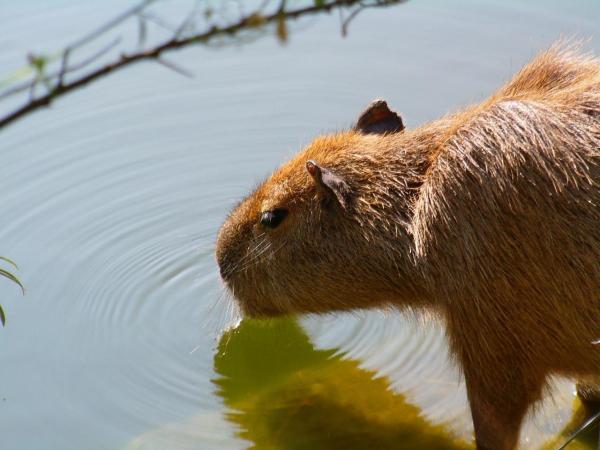 El Carpincho como mascota - Cómo mantener saludable al carpincho como mascota