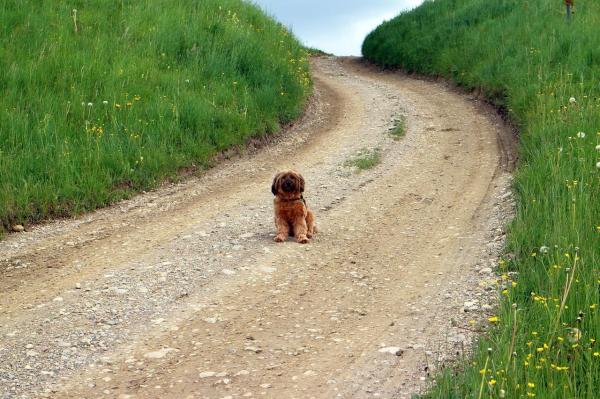 Comportamiento de los perros mayores: los perros mayores saben cómo comportarse