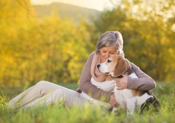 Comportamiento de los perros mayores: los perros mayores son más cariñosos