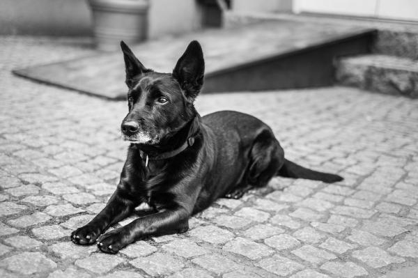 Comportamiento de los perros mayores: ¿Quieres saber más sobre los perros mayores?
