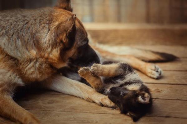 ¿Las madres perras extrañan a sus cachorros? - ¿Las madres perras extrañan a sus cachorros después de que se los llevan?