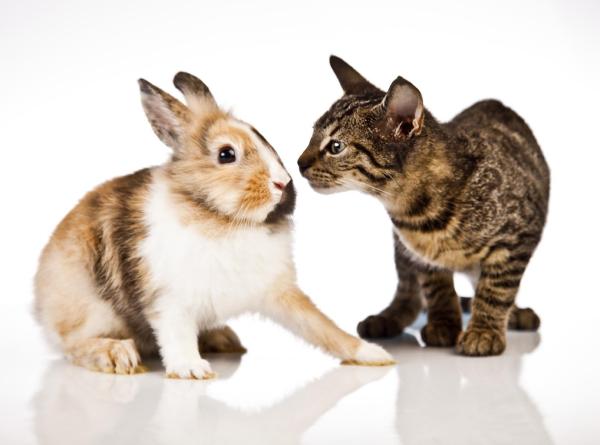 ¿Pueden vivir juntos un gato y un conejo? - Si el conejo viene después...