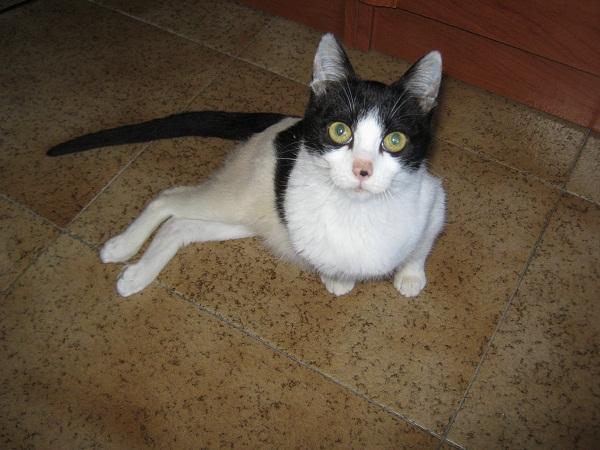 Tipos de problemas de columna en gatos: angiomatosis vertebral