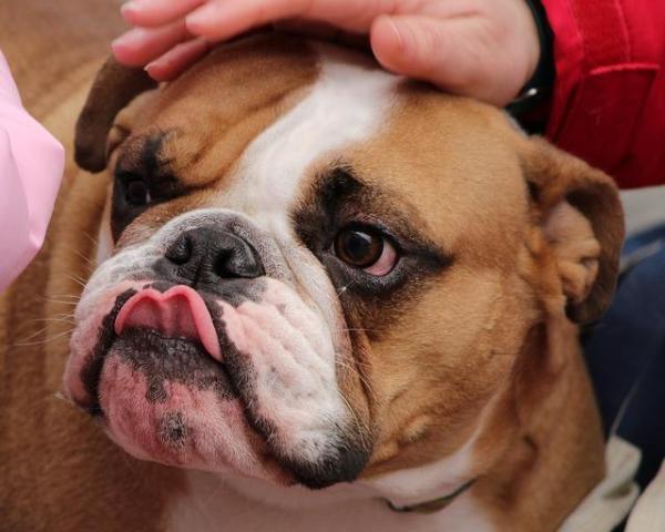 Razas de Bulldog: Bulldogs ingleses, franceses y americanos.