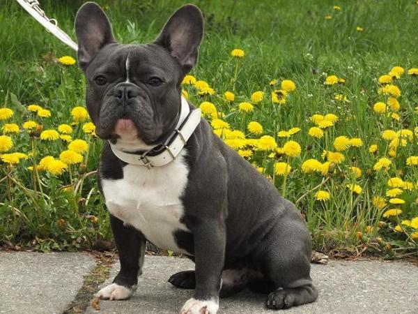 Razas de Bulldog: Bulldogs ingleses, franceses y americanos - Bulldog Francés
