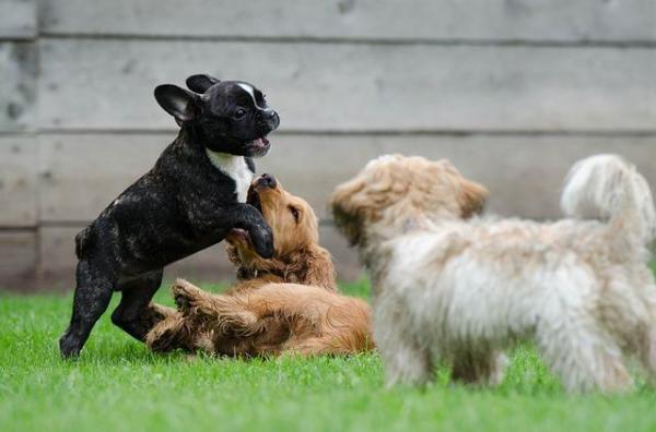 Razas de Bulldog: Bulldogs ingleses, franceses y americanos.