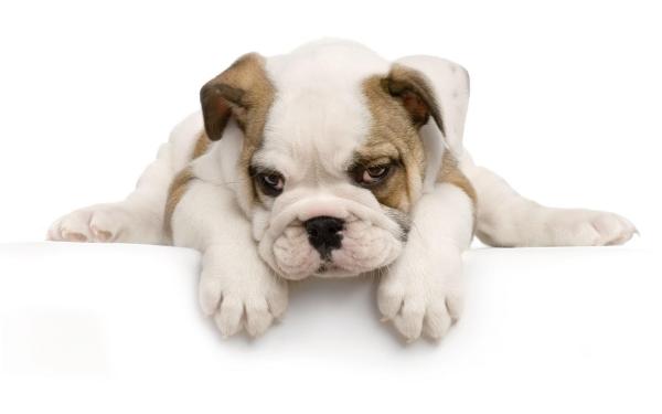 Razas de Bulldog: Bulldogs ingleses, franceses y americanos.
