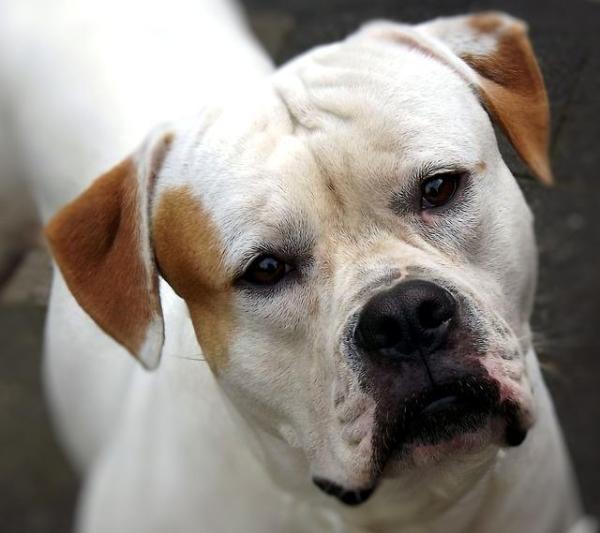 Razas de Bulldog: Bulldogs ingleses, franceses y americanos - American Bulldog