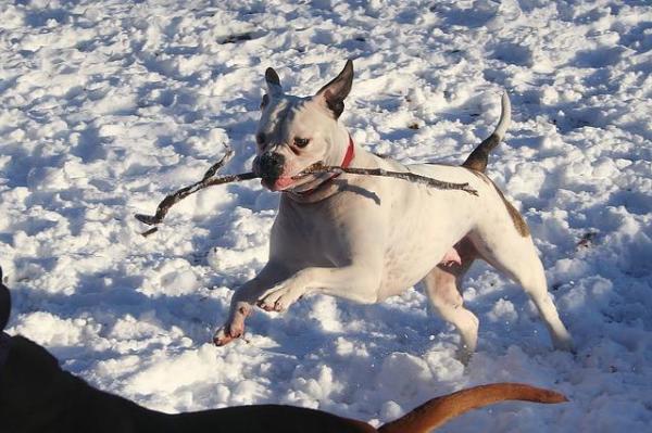 Razas de Bulldog: Bulldogs ingleses, franceses y americanos.