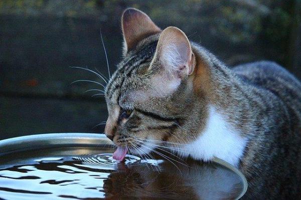 ¿Mi gato tiene demasiado calor?  - Señales de sobrecalentamiento de los gatos: ¿Qué tan caliente es demasiado para los gatos?
