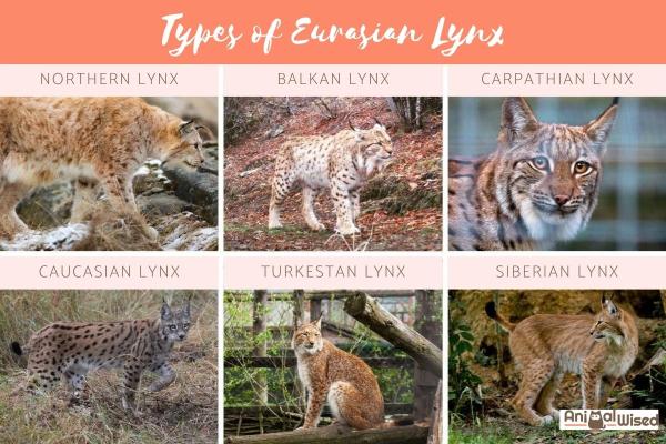 Todos los tipos de especies de lince con características - Lince canadiense (Lynx canadensis)