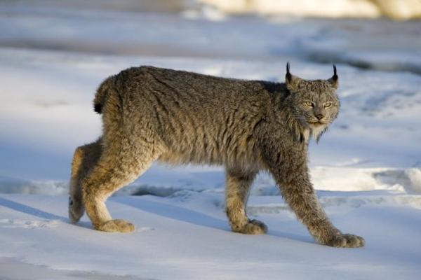 Todos los tipos de especies de lince con características - Gato montés (Lynx rufus)