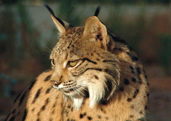 Todos los tipos de especies de lince con características - Lince euroasiático (Lynx lynx)