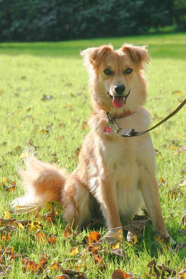 Nombres vascos para perros - Nombres vascos para perras