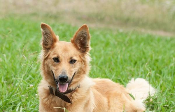 Nombres vascos para perros - Nombres vascos para perros machos