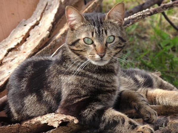 100 nombres únicos para gatas - Nombres únicos para gatas