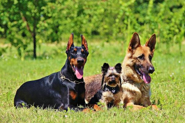 5 cosas que haces mal cuando paseas a tu perro - 4. No permitir la interacción