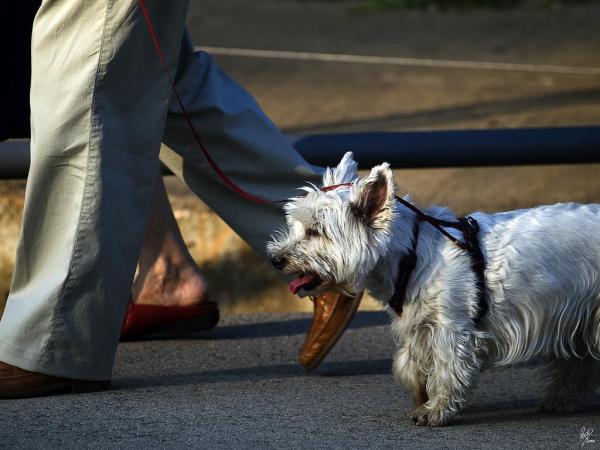 5 cosas que haces mal cuando paseas a tu perro - 3. Gritarle o pegarle cuando se enfrenta a otro perro