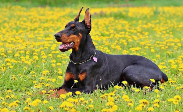 Nombres para Perros Grandes - Nombres para perros machos grandes