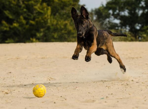 Nombres para Perros Grandes - Nombres para perras grandes