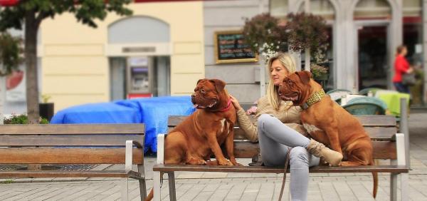 Nombres para perros grandes: ¿has elegido un nombre para tu mascota?