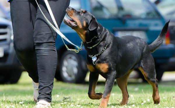 ¿Por qué ha cambiado la personalidad de mi perro? -