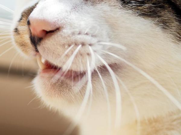 ¿Por qué los gatos se huelen el trasero unos a otros? - ¿Por qué mi gato me pone el trasero en la cara?