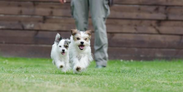 Nombres para perras: ¿has encontrado el nombre adecuado para tu perro?