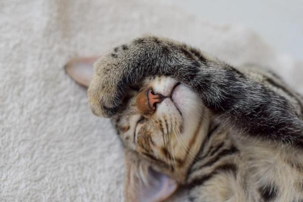 ¿Por qué mi gato duerme conmigo y no con mi marido? - Por qué tu gato duerme sobre tu cabeza, pecho, espalda o pies