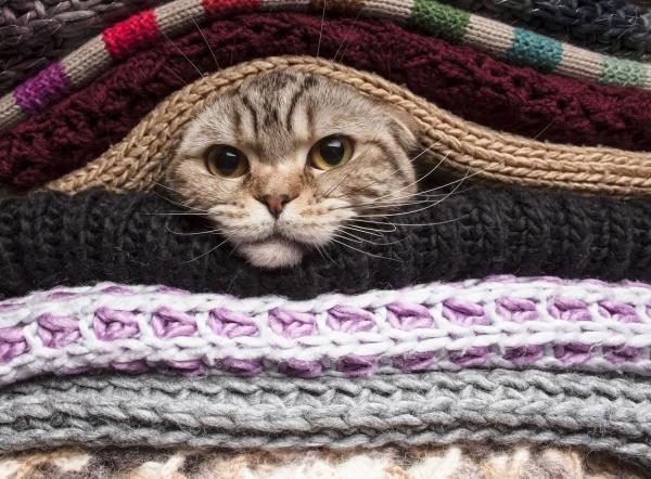 Los 10 escondites de gatos más comunes - 10. Motor de coche