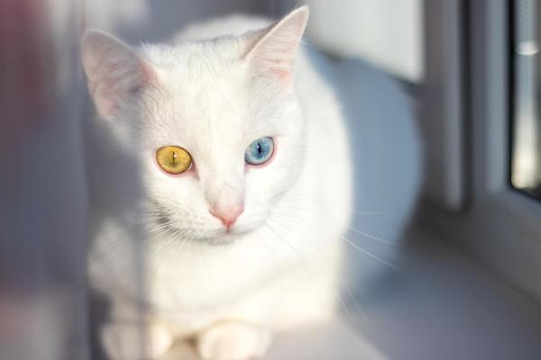 Color de ojos de gato más común y su significado - Gatos con dos colores de ojos diferentes