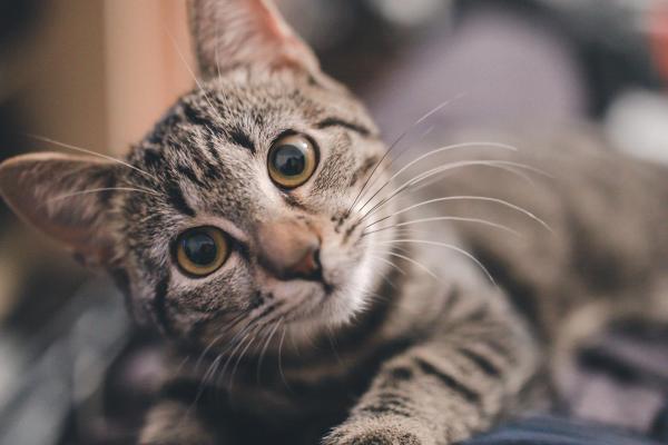 Color de ojos de gato más común y su significado - Gatos con ojos color avellana/marrón