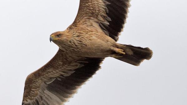 Tipos de Águilas - Diferentes Especies de Águilas con Fotos - Águila imperial española (Aquila adalberti)